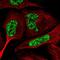 Chromosome 6 Open Reading Frame 226 antibody, HPA045350, Atlas Antibodies, Immunofluorescence image 