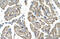 Solute Carrier Family 25 Member 38 antibody, ARP43978_P050, Aviva Systems Biology, Immunohistochemistry paraffin image 