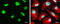 Uncharacterized protein KIAA1530 antibody, GTX629742, GeneTex, Immunofluorescence image 