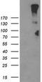 Leucine Rich Repeat Containing G Protein-Coupled Receptor 5 antibody, TA502947AM, Origene, Western Blot image 