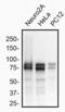 Dynamin-like 120 kDa protein, mitochondrial antibody, NBP2-59770, Novus Biologicals, Western Blot image 