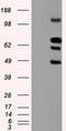Sialic Acid Binding Ig Like Lectin 9 antibody, TA500379, Origene, Western Blot image 