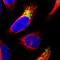 Malate dehydrogenase, mitochondrial antibody, HPA019716, Atlas Antibodies, Immunocytochemistry image 