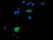 Src Like Adaptor 2 antibody, LS-C174191, Lifespan Biosciences, Immunofluorescence image 