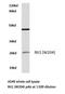Ras Like Without CAAX 1 antibody, LS-C176201, Lifespan Biosciences, Western Blot image 