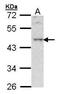 BLNK antibody, PA5-21581, Invitrogen Antibodies, Western Blot image 