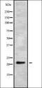 C1q And TNF Related 9B antibody, orb338203, Biorbyt, Western Blot image 