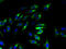 Xenotropic and polytropic retrovirus receptor 1 antibody, A67426-100, Epigentek, Immunofluorescence image 