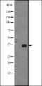 Neutrophil defensin 1 antibody, orb337323, Biorbyt, Western Blot image 