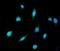 Glutamate Decarboxylase 2 antibody, M03142, Boster Biological Technology, Immunofluorescence image 
