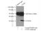 5',3'-Nucleotidase, Mitochondrial antibody, 20765-1-AP, Proteintech Group, Immunoprecipitation image 
