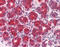 GM2 Ganglioside Activator antibody, TA341250, Origene, Immunohistochemistry frozen image 