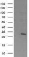 Exosome complex exonuclease RRP42 antibody, TA504228S, Origene, Western Blot image 