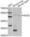 Adenylosuccinate synthetase isozyme 2 antibody, A12398, ABclonal Technology, Western Blot image 