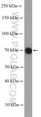Guanylate Binding Protein 2 antibody, 27299-1-AP, Proteintech Group, Western Blot image 