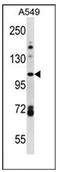 Family With Sequence Similarity 13 Member B antibody, AP51498PU-N, Origene, Western Blot image 