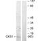 CDC28 Protein Kinase Regulatory Subunit 1B antibody, A05160, Boster Biological Technology, Western Blot image 