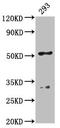 Flt3-interacting zinc finger protein 1 antibody, CSB-PA839415LA01HU, Cusabio, Western Blot image 