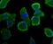 RRAD And GEM Like GTPase 2 antibody, NBP2-67105, Novus Biologicals, Immunocytochemistry image 