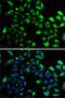 Guanylate Binding Protein 1 antibody, 19-195, ProSci, Immunofluorescence image 