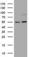 Lymphocyte activation antigen CD30 antibody, TA801630, Origene, Western Blot image 