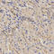 Axin-2 antibody, LS-C332132, Lifespan Biosciences, Immunohistochemistry frozen image 