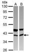 MO25 antibody, PA5-29172, Invitrogen Antibodies, Western Blot image 