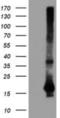 Diamine acetyltransferase 2 antibody, NBP2-01998, Novus Biologicals, Western Blot image 