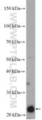 Ras-related protein Rab-5C antibody, 27219-1-AP, Proteintech Group, Western Blot image 