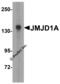 Jhdm2a antibody, 5365, ProSci Inc, Western Blot image 