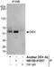 DEK Proto-Oncogene antibody, NB100-61057, Novus Biologicals, Immunoprecipitation image 
