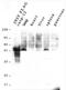 Caspase-12 antibody, ALX-804-511-C100, Enzo Life Sciences, Western Blot image 