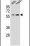 HXA10 antibody, PA5-23781, Invitrogen Antibodies, Western Blot image 