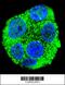 KIAA1586 antibody, 56-016, ProSci, Immunofluorescence image 