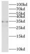 Pyrroline-5-Carboxylate Reductase 1 antibody, FNab06970, FineTest, Western Blot image 