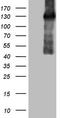 Cytokine receptor common subunit beta antibody, TA807876, Origene, Western Blot image 