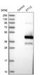 KTI12 Chromatin Associated Homolog antibody, PA5-56671, Invitrogen Antibodies, Western Blot image 