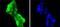 HES1 antibody, A01459, Boster Biological Technology, Immunocytochemistry image 