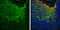 Enolase 2 antibody, GTX133249, GeneTex, Immunohistochemistry frozen image 