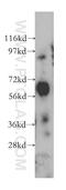 Arylsulfatase G antibody, 12328-1-AP, Proteintech Group, Western Blot image 