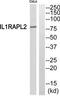 Interleukin 1 Receptor Accessory Protein Like 2 antibody, TA315322, Origene, Western Blot image 