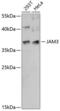 Junctional Adhesion Molecule 3 antibody, 15-797, ProSci, Western Blot image 