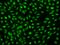 Family With Sequence Similarity 111 Member B antibody, 204389-T02, Sino Biological, Immunohistochemistry paraffin image 