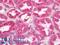Calnexin antibody, LS-B12410, Lifespan Biosciences, Immunohistochemistry paraffin image 