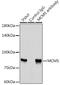 Minichromosome Maintenance Complex Component 5 antibody, GTX33310, GeneTex, Immunoprecipitation image 