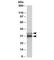 Electron transfer flavoprotein subunit alpha, mitochondrial antibody, R34647-100UG, NSJ Bioreagents, Western Blot image 