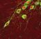 Pituitary homeobox 3 antibody, 38-2850, Invitrogen Antibodies, Immunofluorescence image 