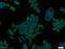 NODAL Modulator 2 antibody, 14328-1-AP, Proteintech Group, Immunofluorescence image 