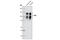 NT-3 growth factor receptor antibody, 3376S, Cell Signaling Technology, Western Blot image 