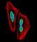 Recombining binding protein suppressor of hairless antibody, abx029503, Abbexa, Western Blot image 